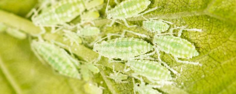 阿维菌素是有机磷农药吗，治什么虫 阿维菌素有机肥作用