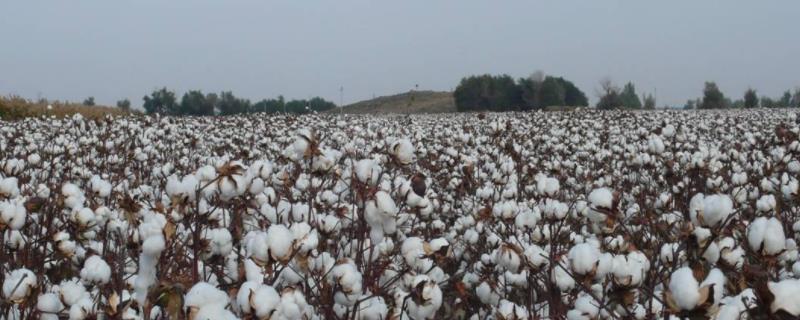 新疆发展什么农业，坎儿井发展什么农业