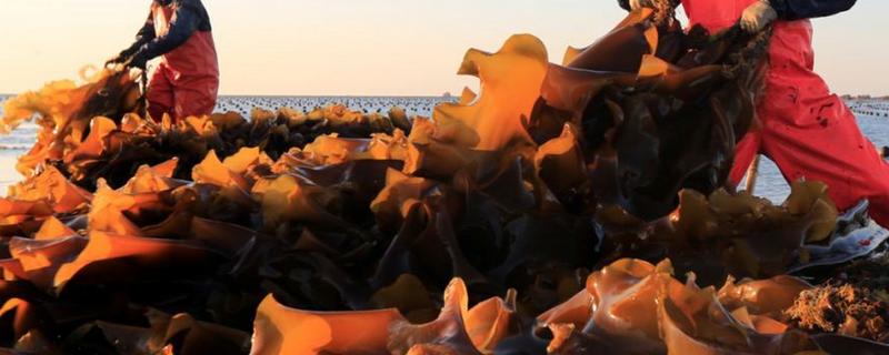 荣成海带产量大的原因,批发市场在哪