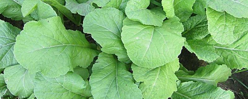 硝酸铵钙肥效期多少天，几天见效 硝酸铵钙肥效期多少天,几天见效啊