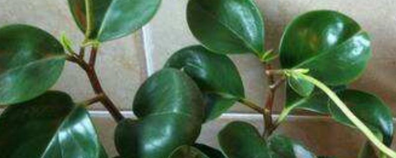 小家碧玉怎么养殖,需要注意哪些方面