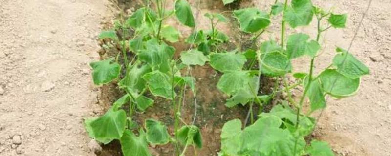 施肥烧根 施肥烧根了怎么办