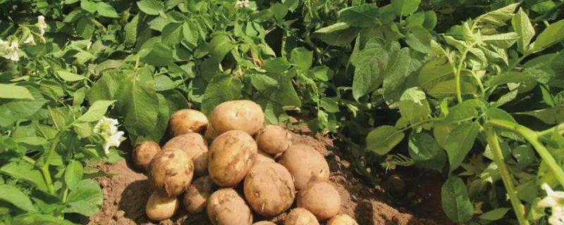 土豆亩产，附种植时间和方法 土豆种植时间及技术要点