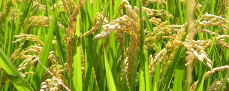 水稻亩产，水稻的起源 水稻发源于