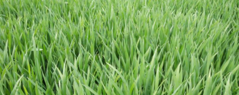 麦种一亩地多少斤，什么品种产量高（麦种一亩地多少斤,什么品种产量高呢）