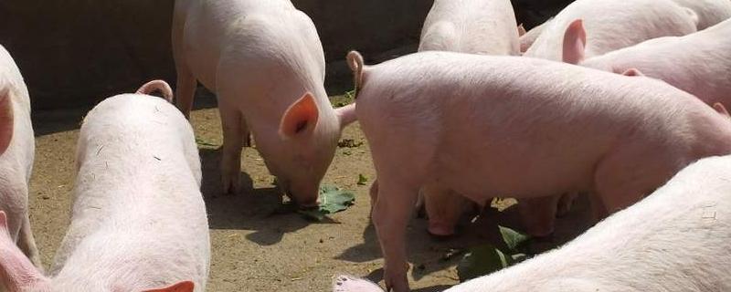 猪为什么要割睾丸，有哪些注意事项 猪为啥要割掉睾丸