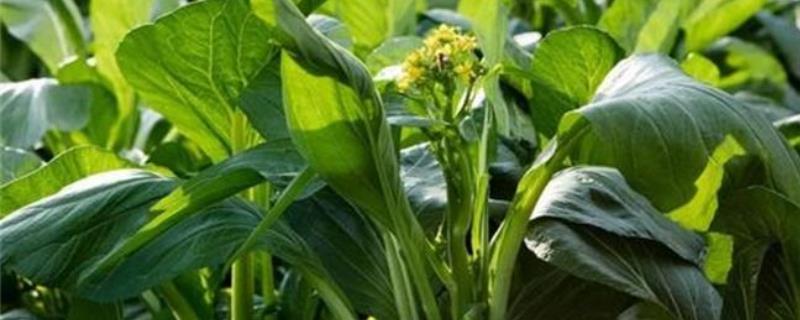 菜心收割技巧，收割可以再长出来吗（菜心收割了还长吗）
