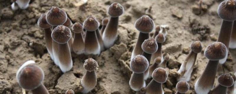 人工种植鸡枞菌技术，市场前景如何（人工种植鸡枞菌价格多少一斤）