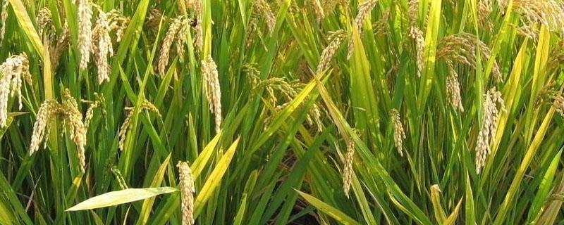 超级稻亩产多少斤，有哪些品种（超级稻亩产水稻一般多少斤）