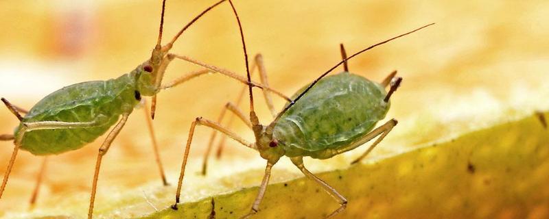 毒死蜱能杀蚜虫吗，效果好吗 毒死蜱能杀芽虫吗