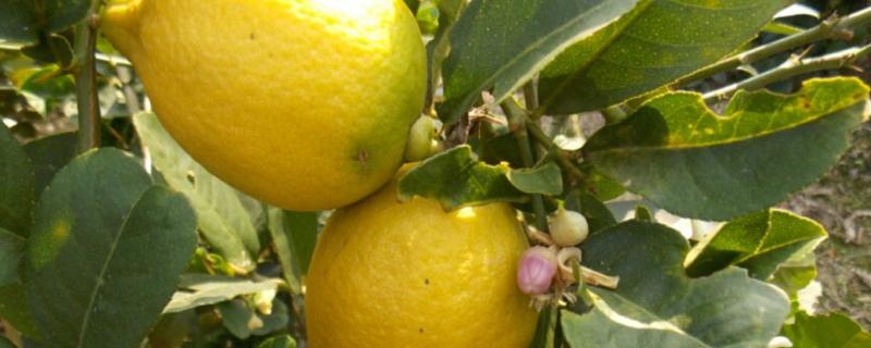 柠檬坐果了需要施什么肥 盆栽柠檬结果了要施什么肥