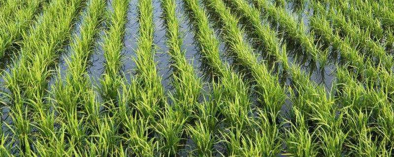 三江平原水稻种植优势（三江平原成为水稻种植优势区的原因）