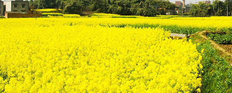 油菜怎样收割方便