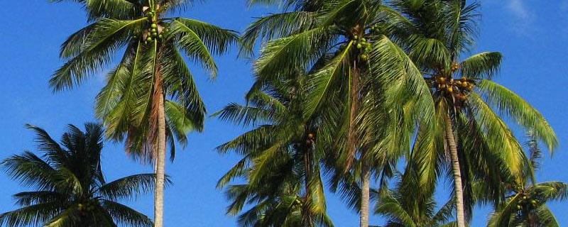 海南岛种植椰树的不利条件 海南为什么要种椰子树