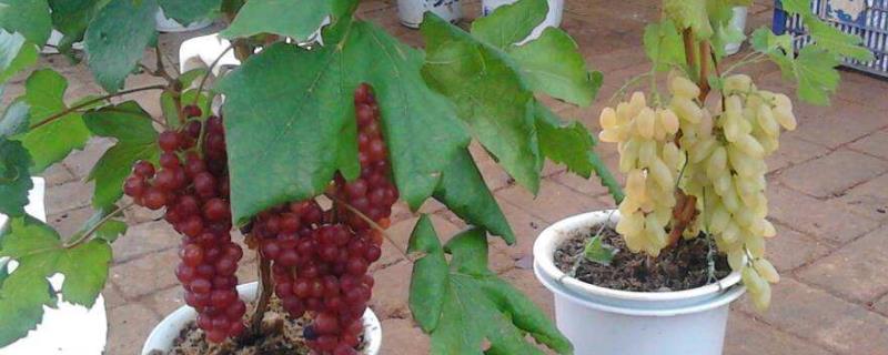 葡萄籽怎么种植能发芽（葡萄籽可以发芽种出葡萄来吗）