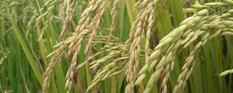 咪唑乙烟酸水稻上使用 咪唑乙烟酸水稻上使用后对普通粳稻的影响