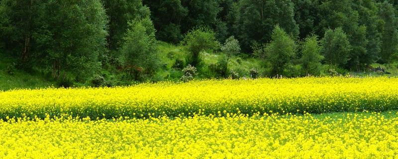 高产油菜籽品种有哪些 最好的油菜籽品种