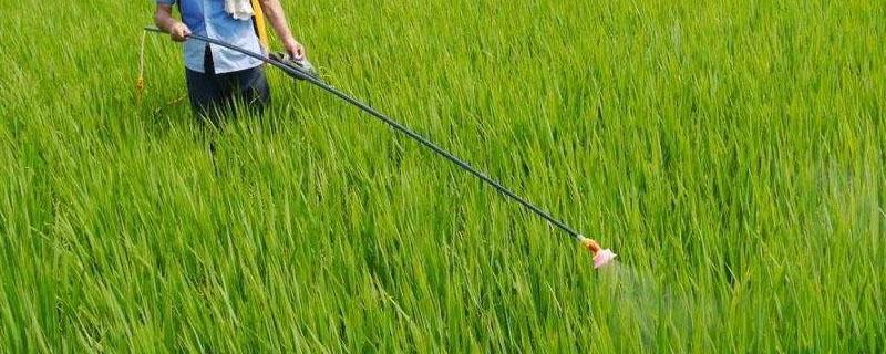 水稻防治病虫害的三个时期 水稻各个时期的病害及防治方法