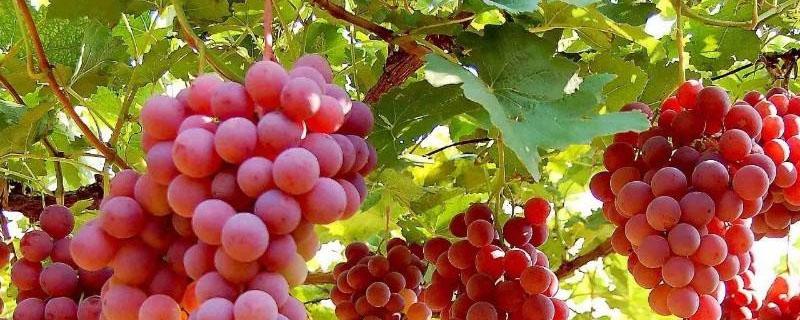 中国中原地区种植葡萄是源于 中国中原地区种植葡萄是源于东汉西汉西进来给我家