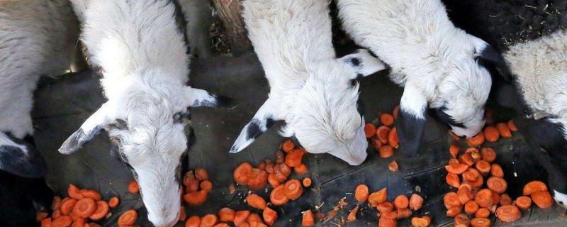 羊喂黄豆的正确方法,好处和坏处分析 羊喂黄豆的正确方法,好处和坏处分析图