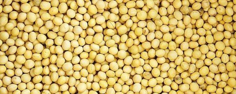 黄豆可以做花的肥料吗,正确发酵方法（黄豆能做花肥吗?）