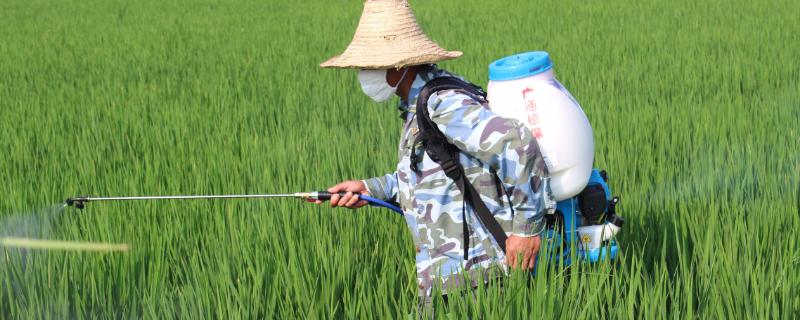 灭草松对水稻有药害吗 灭草松除草剂对水稻安全性