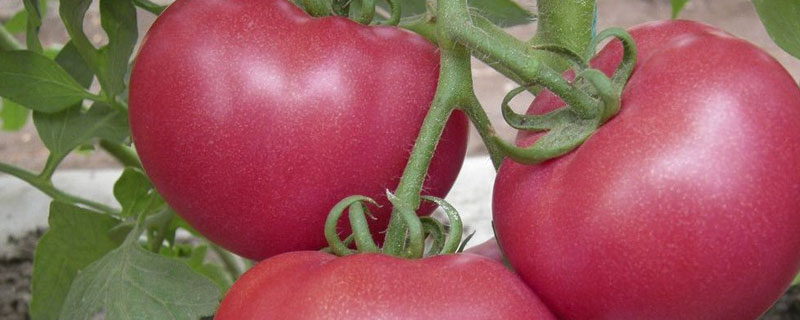 露天西红柿怎么施底肥 阳台种植西红柿怎样施肥