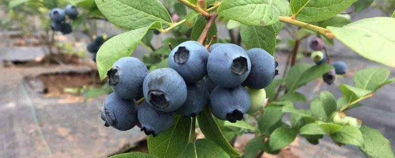 蓝莓的种植方法（蓝莓的种植方法及管理技术）