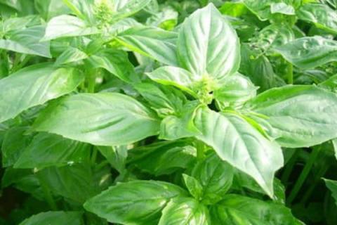 九层塔种植方法和注意事项（九层塔的种植方法）