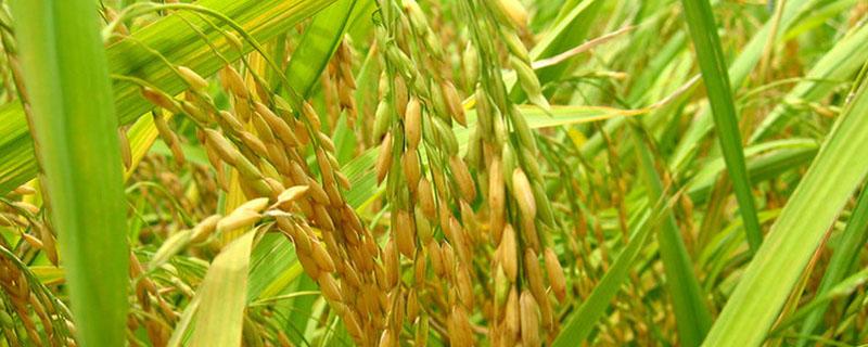 高产千斤旱稻品种 抗旱稻品种