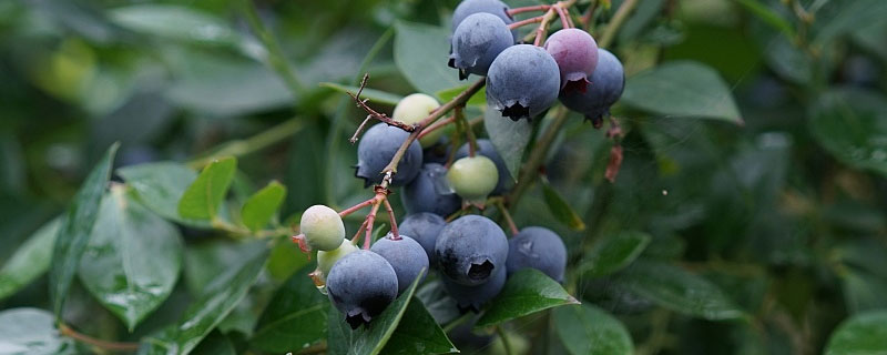 蓝莓种植气候要求 蓝莓的种植环境要求