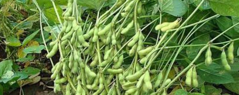 黄豆的种植方法步骤 黄豆种植教程