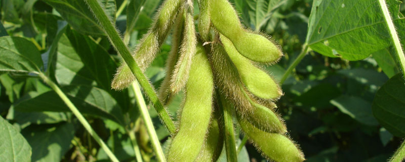 巴西大豆生产的有利自然条件 巴西种植大豆的有利自然条件