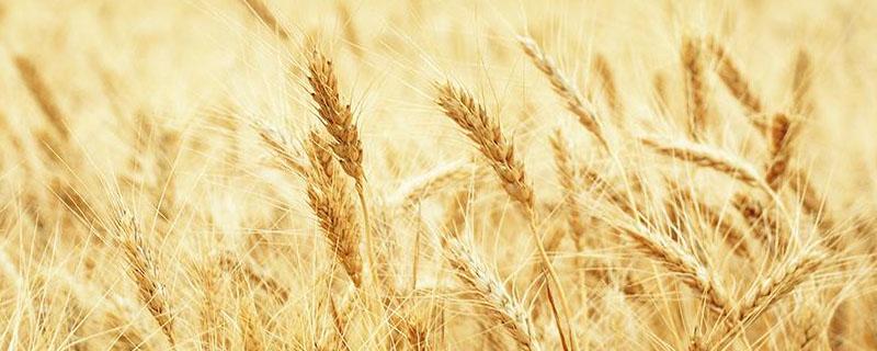 春小麦和冬小麦种植和收时间（春小麦和冬小麦种植和收时间地理）