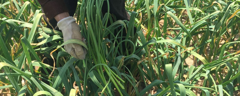 蒜苔冷库存方法