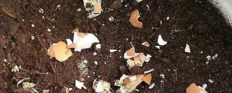 鸡蛋壳可做化肥吗（鸡蛋壳可以做肥料吗）