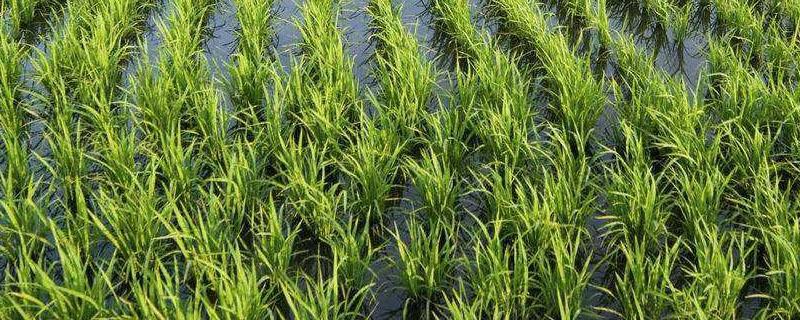 水稻生育期划分及时间