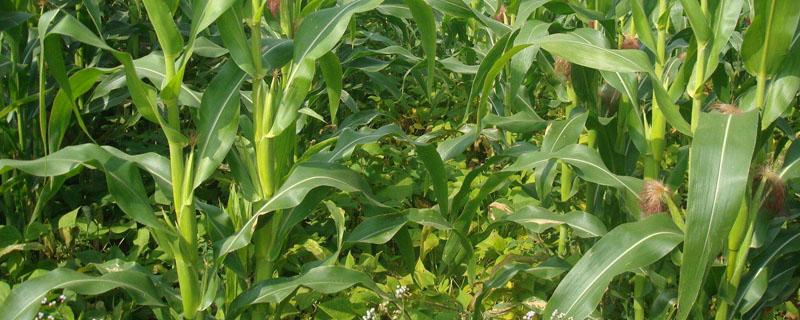 春玉米套种豆角种植技术 春棚豆角种植技术
