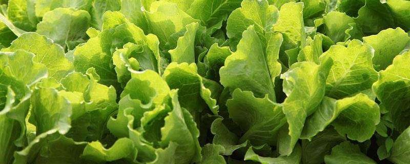 生菜的种植方法 生菜的种植方法和管理