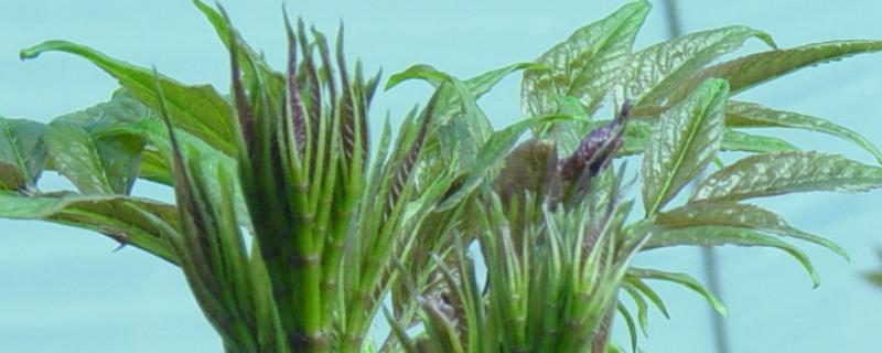 刺嫩芽种植技术（刺嫩芽种植技术产量）