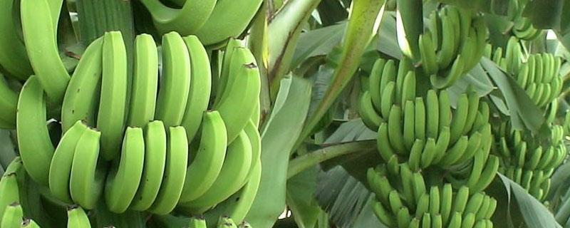 香蕉从种植到收成几个月（香蕉从种植到收成要多长时间）