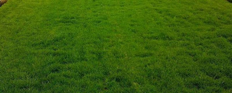 足球场草坪是什么品种 足球球场草坪草品种