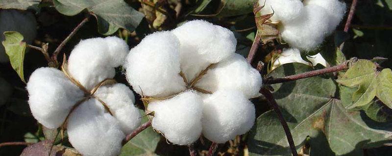 棉花的种植季节和生长特点及作用 棉花的种植季节和生长特点及作用图片