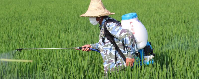 草甘膦怎么解除药性 如何解草甘膦的药效