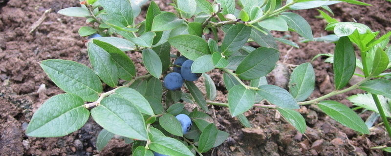 蓝莓树苗几月份种植成活率高 几月份种蓝莓树苗好活
