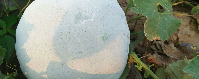 一串铃冬瓜怎么种植（秋季怎样种植一串铃南瓜）