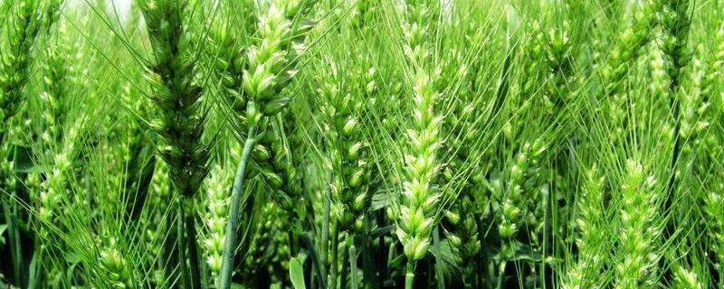 秸秆覆盖对春小麦的改善作用（小麦秸秆用处）