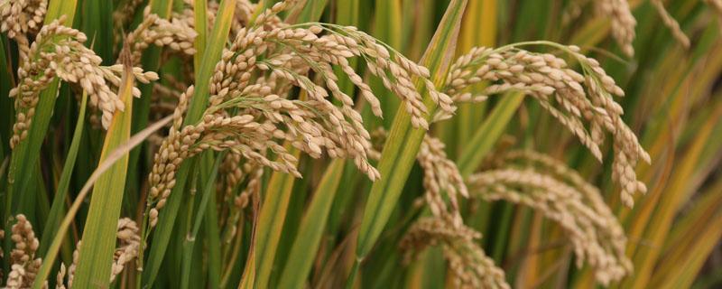 世界上栽培稻的发源地是哪个国家 世界栽培稻的三个起源地