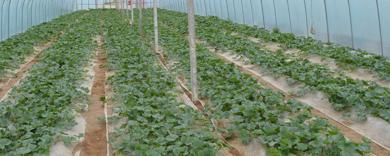 哪有蔬菜大棚 哪有蔬菜大棚转租