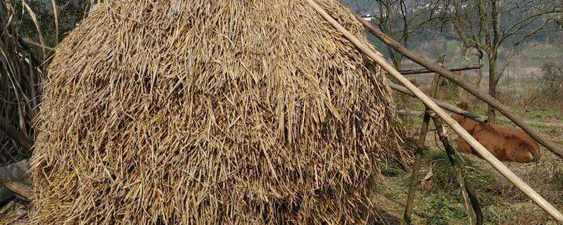 稻草能加工成什么产品（稻草能做成什么）